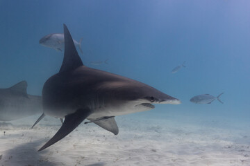 Great hammerhead shark in blue tropical waters. - 771659837