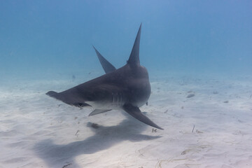 Great hammerhead shark in blue tropical waters. - 771659859