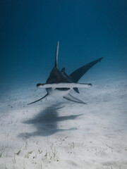 Great hammerhead shark in blue tropical waters. - 771659870
