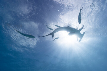 Great hammerhead shark in blue tropical waters. - 771659889