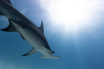 Great hammerhead shark in blue tropical waters. - obrazy, fototapety, plakaty