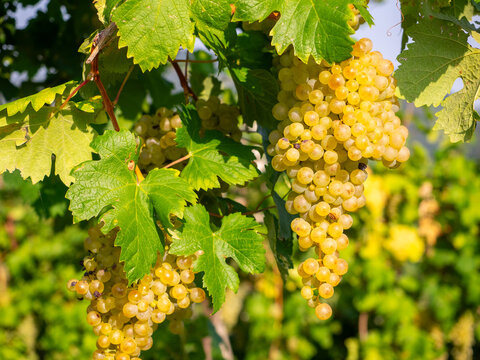Bunches of ripe Glera Prosecco grapes just before harvest