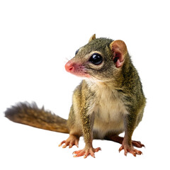 Obraz premium antelope squirrel holding cactus in cartoon style isolated on white background