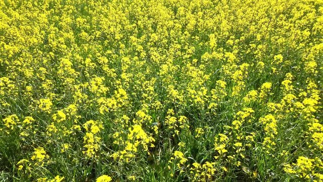 Horizontal sur colza jaune sur champs vert