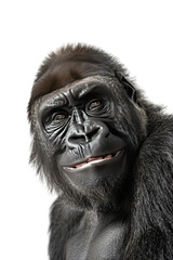 Smiling Gorilla On White Background