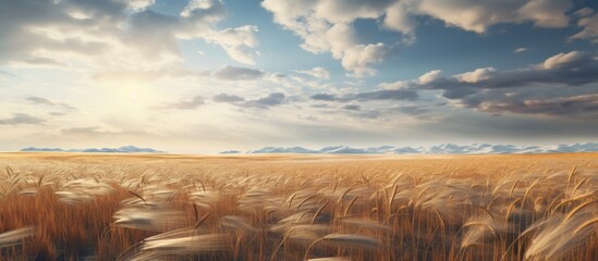 The suns rays are piercing through the cumulus clouds above a vast wheat field, creating a picturesque natural landscape with a beautiful horizon