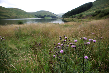 Fototapeta premium Saint Marys Loch on the A708 - Selkirk - The Scottish Borders - Scotland - UK