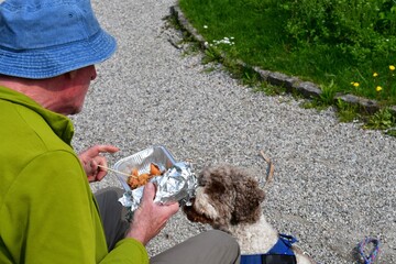 Mann und sein Lagotto Romagnolo Hund teilen sich eine Mahlzeit  - obrazy, fototapety, plakaty