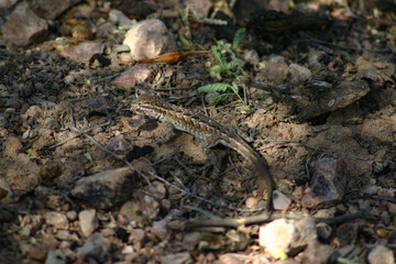 photograph of small brown lizard in it's natural camouflage hiding in plain site