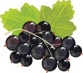 Black currant, vector isolated on white background