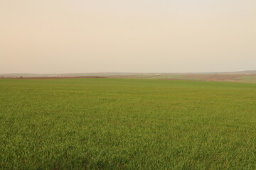 A field of green grass