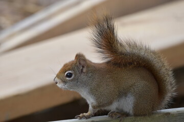 La Plaine 29 Mars 2024