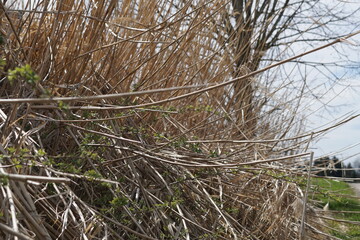 Obraz premium geknickter Schilf