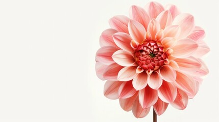Beautiful colorful dahlia flower  isolated on white background Generative AI