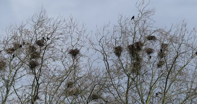Corvus corone | Carrion crows hordes are perched and fly around nesting places built with bulky sticks at the top of high plane trees
