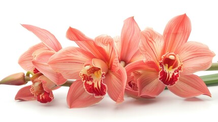 Beautiful colorful orchid flower  isolated on white background Generative AI