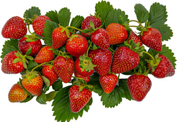 Ripe strawberries on the vine isolated cut out on transparent background