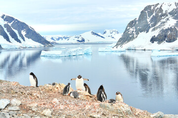 Gentoo penguins in nests with chicks in Antarctica