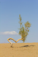 sand spring steppe. trees and sand on blue sky background representing climate change , global...