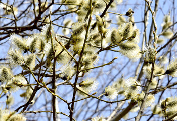Willow - buds close up. young leaves on the tree in early spring