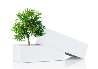 Tree with green foliage growing from cardboard box on white background