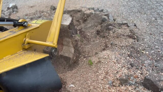 stump grinding after tree cutting