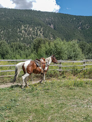 Beautiful Bay Tobiano Paint Horse Mare in Western Saddle Tack Trots in Round Pen Facing Right in Green Mountain Background