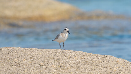 Sanderling sitzt auf sandfarbenem Felsen, die helle Farbe spiegelt sich im Meer