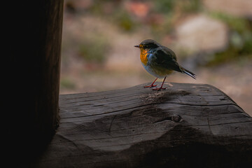 Polska Bieszczady Jesień © PaciorekPaweł