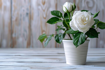 On a white wooden background, a white enamel pot with a white rose with green foliage from a bulb plant. White floral concept and creative idea. Concept of simple flowers and minimalist style.