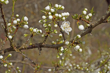 Mirabellenbl&uuml;te