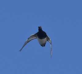 Migrating waterfowl on a lake 
