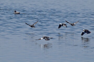 Naklejka premium Migrating waterfowl on a lake 