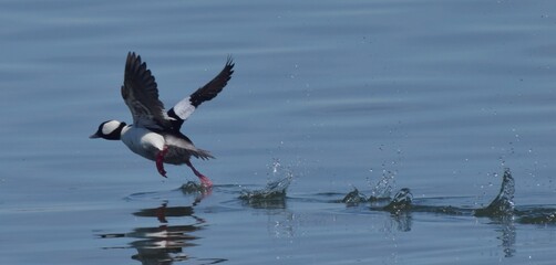 Migrating waterfowl on a lake 