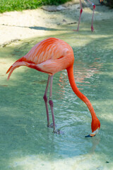 Flamingo in a pond at a resort in the Bahamas.