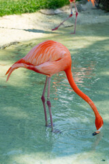Flamingo in a pond at a resort in the Bahamas.