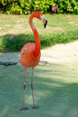 Flamingo in a pond at a resort in the Bahamas.