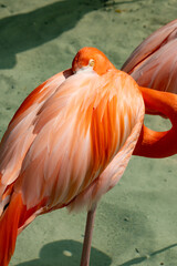 Flamingo in a pond at a resort in the Bahamas.