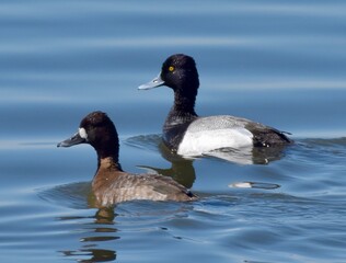 Obraz premium Migrating waterfowl on a lake 