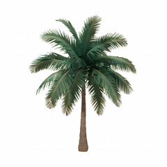 Fototapeta premium Coconut tree palm tree isolated on transparent background