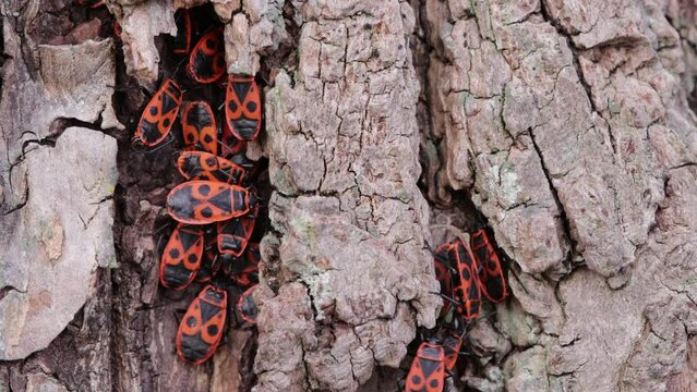 Gemeine Feuerwanze (Pyrrhocoris apterus)  an der Borke eines Baumes