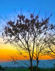 Fototapeta premium tree at sunset and beautiful evening
