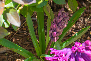 Obraz premium Spring flowers blooming