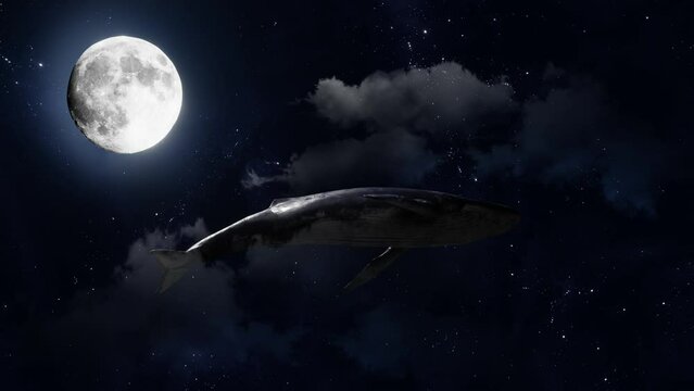 Humpback whale flying in the night sky with starry sky clouds moving dream scene, a spirit animal or creative illustration for ecology and extinction topics. Cinematic quality. Looping 3d animation 4k