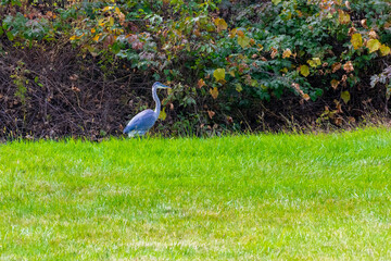 Great blue heron standing in grass