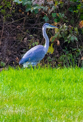 Great blue heron in grass