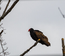 Turkey vulture perched in tree