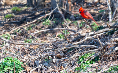 cardinal on ground