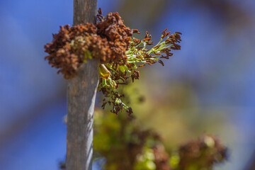 spring in the forest