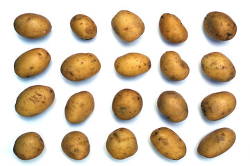Twenty orderly arranged small potatoes - obrazy, fototapety, plakaty